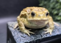 #20　ミヤコヒキガエル　7.5cm　洗いたてで艶々ですが、くすんだだし巻き玉子みたいになるタイプのオス　大東島産