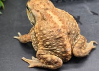 #18　ミヤコヒキガエル　7cm　和栗のようなメス　大東島産