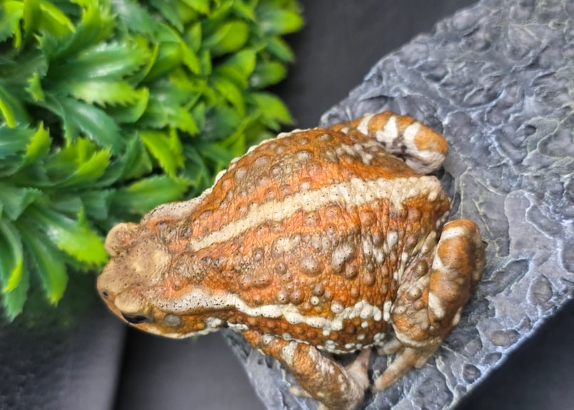20 お取り置き🙇ミヤコヒキガエル 8cm 色の変化が楽しめるタイプで