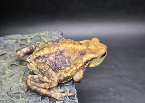 #3　ミヤコヒキガエル　5.5cm　色抜けが唯一無二の子　大東島産