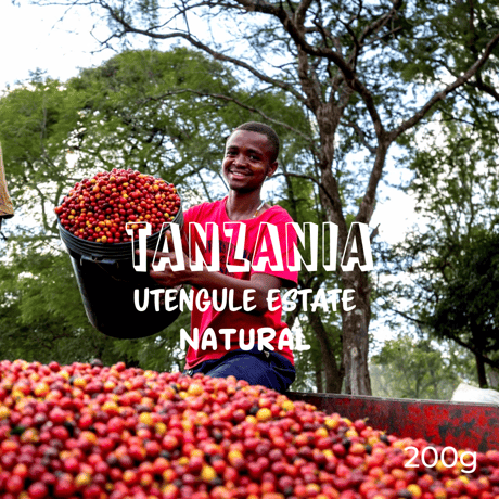 TANZANIA Utengule Estate　タンザニア ウテングレ農園 ナチュラル