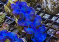 ヒメシャコガイM Blue無選別 美
