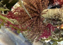 ケヤリムシ近海産　ノーマル