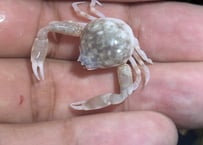 マメコブシガニ