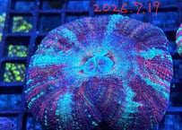 ミニスコリミア　インドネシア産01