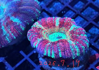 ミニスコリミア　インドネシア産04