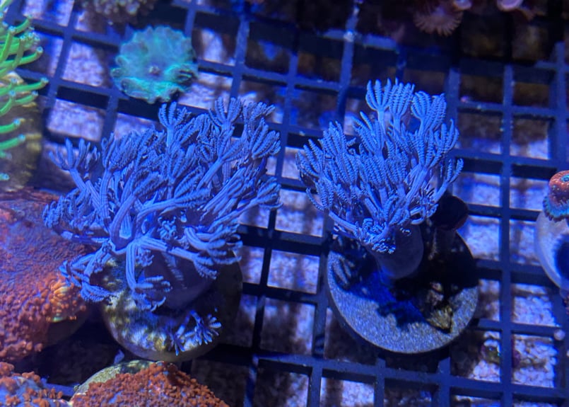 水草 海藻 サンゴ サンゴ礁海域の海藻 : SONOアクアプランツファーム