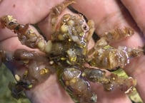 モクズショイ