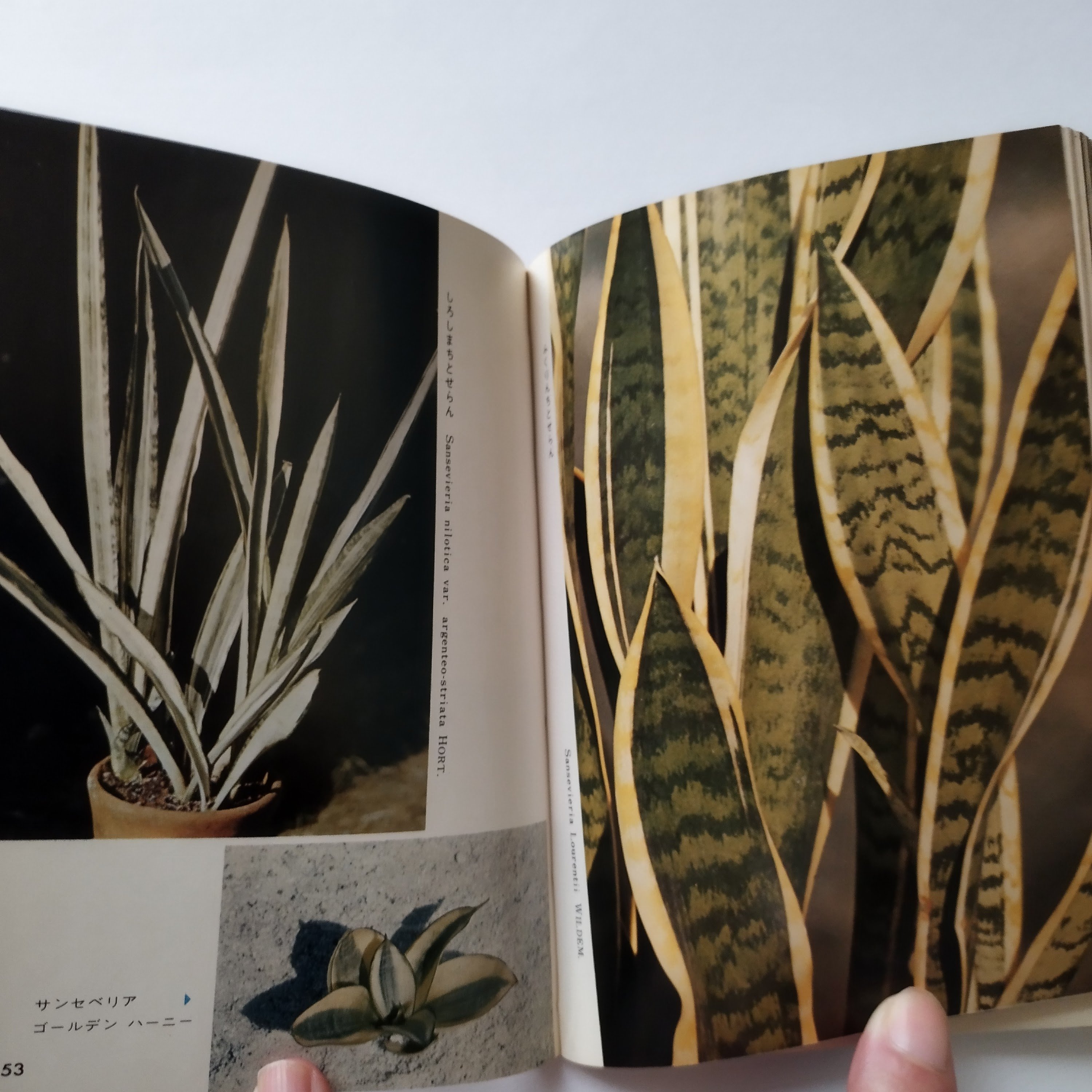 観葉植物』 カラーブックス 抜け落ちたミッドセンチュリーの視覚文化を