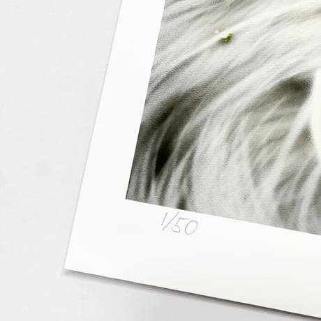 Limited Edition Print of 50  “I want both” A3 / 420 × 297mm (16.5× 11.7 in)