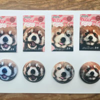 国際レッサーパンダデー2026　円山　ぷにぷに缶バッジ４種※受注生産