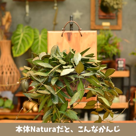 DECOITA リング付｜植物着生専用オリジナル板