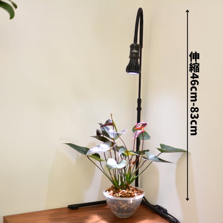 プラエリア スタンドソケット 1台 Black Model