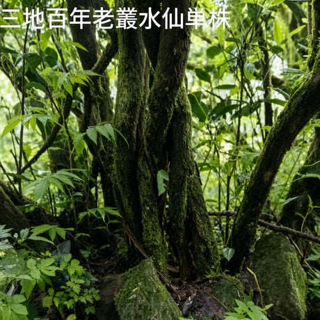 呉三地百年老欉水仙 2026 特選二株 (臨時特別予約割引販売)