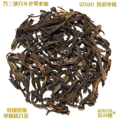 呉三地百年老欉水仙 2026 特選二株 (臨時特別予約割引販売)