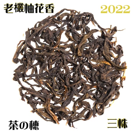鳳凰単叢 老欉柚花香三株 2022