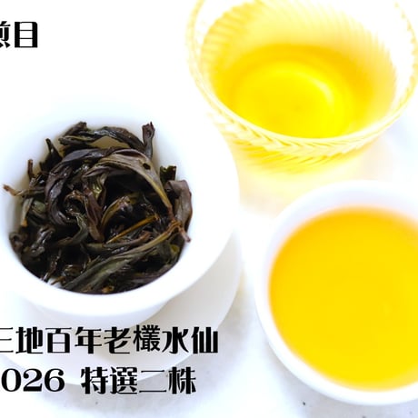 呉三地百年老欉水仙 2026 特選二株 (臨時特別予約割引販売)