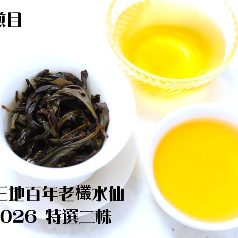 呉三地百年老欉水仙 2026 特選二株 | 武夷岩茶 茶の穂