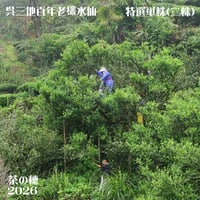 呉三地百年老欉水仙 2026 特選二株 (臨時特別予約割引販売)