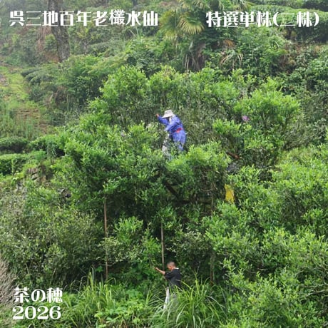呉三地百年老欉水仙 2026 特選二株 (臨時特別予約割引販売)