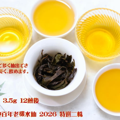 呉三地百年老欉水仙 2026 特選二株 (臨時特別予約割引販売)