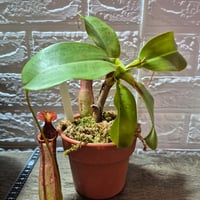061 Nepenthes northiana x truncata "Leo"