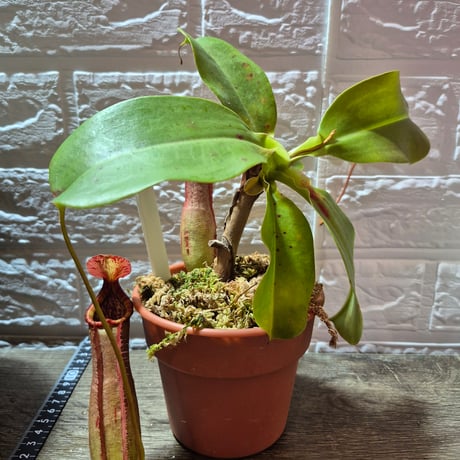 061 Nepenthes northiana x truncata "Leo"