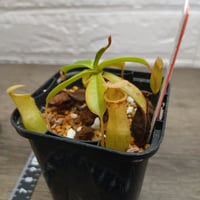 089 Nepenthes macrovulgaris？