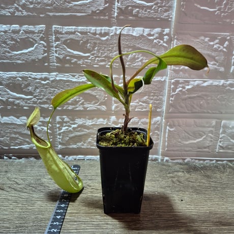 100 Nepenthes rafflesiana 南豊園