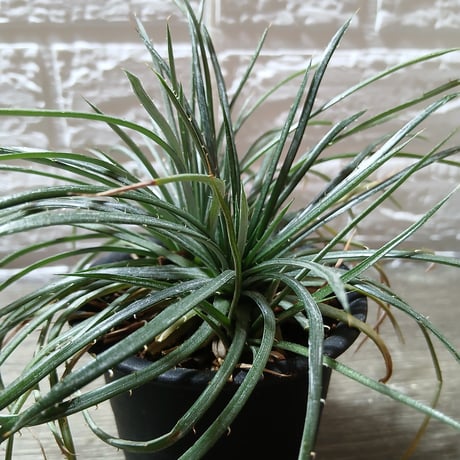 086 Dyckia choristaminea カクタス長田