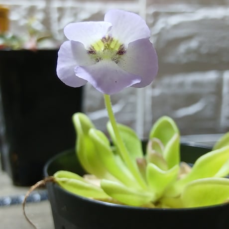 044 Pinguicula "朧月"