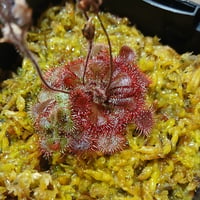 078 Drosera brevifolia