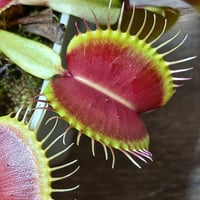 047 Dionaea muscipula Tame Original