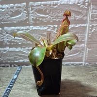 053 Nepenthes veitchii  hyb. カクタス長田