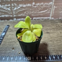 027 Pinguicula "Gina"