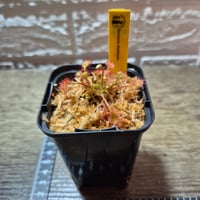 078 Drosera eloisiana