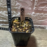 086 Drosera paleacea 橋本園芸