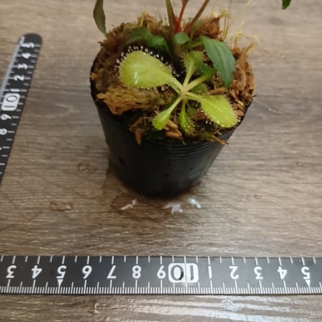 100 パルダセット(H. sp. Tawau , D.prolifera , D. schizandra , U. sandersonii Blue flower)