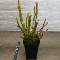 083 Sarracenia × Moorei 伊勢(LR11×F11)#A × self