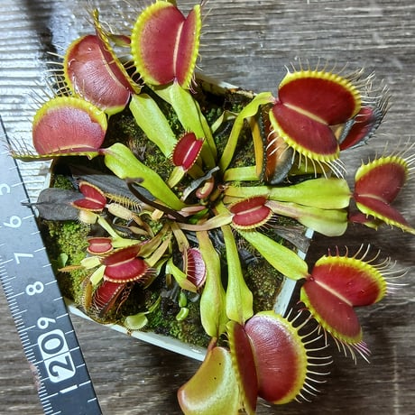 047 Dionaea muscipula Tame Original