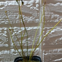 019 Drosera filiformis