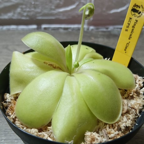 063 Pinguicula "Gina" KCPS S