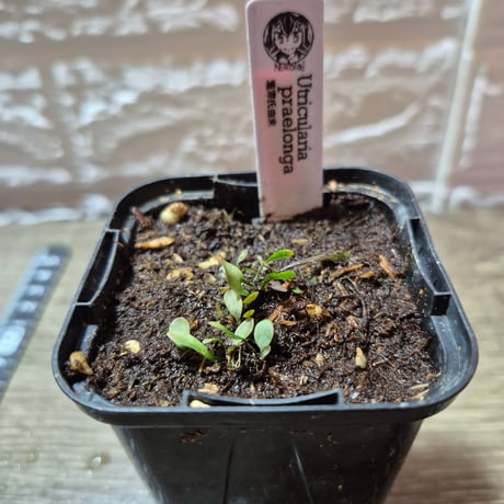 079 Utricularia praelonga