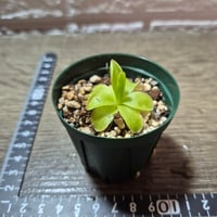 016 Pinguicula ibarrae