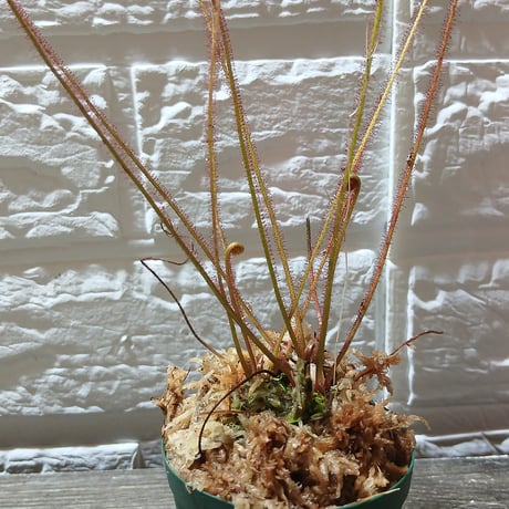 商品 | Heli's Garden