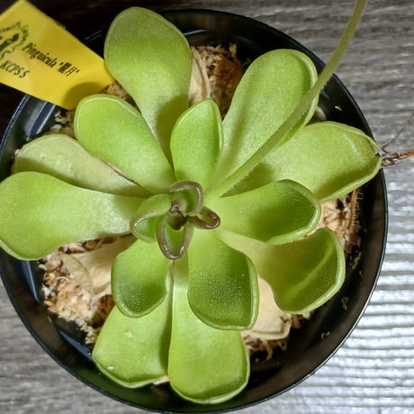 044 Pinguicula "朧月"