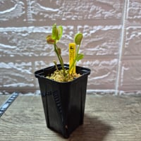 092 Dionaea muscipula ”Spider” CK