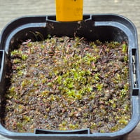 057 Utricularia sp. Indian red