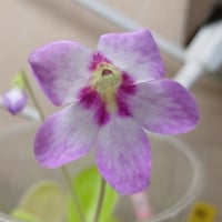 027 Pinguicula "Gina"