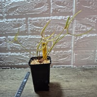 072 Drosera binata var. dichotoma Giant HFC